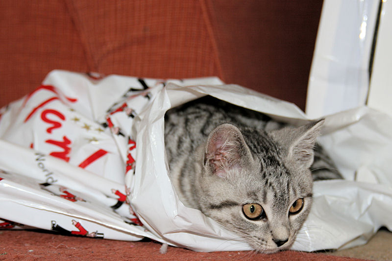 Photo Silver Tabby Kitten In Plastic Bag IMG 4398